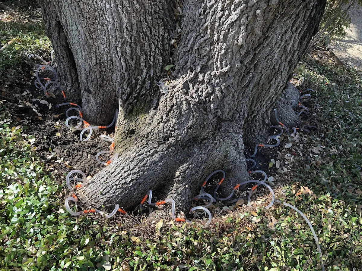 Detailed Tree Cabling and Bracing job site in Clarks Hill